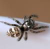 Salticus scenicus